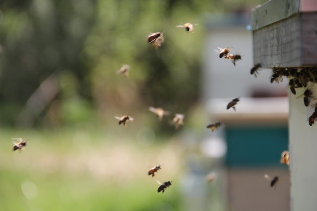 Photo of bees buzzing for BuzzSumo Review post